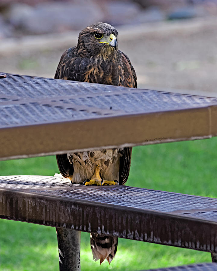 Falcon Photograph - Breakfast Buddy v32 by Mark Myhaver