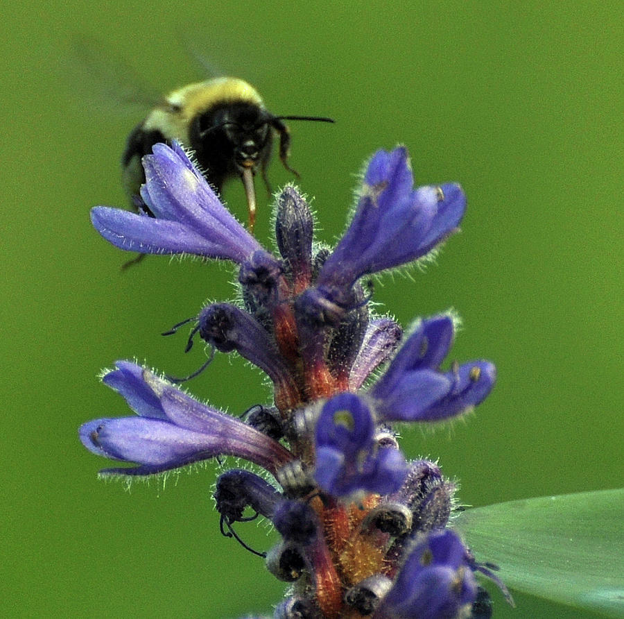 Bumble Bee Breakfast Photograph by Glenn Gordon