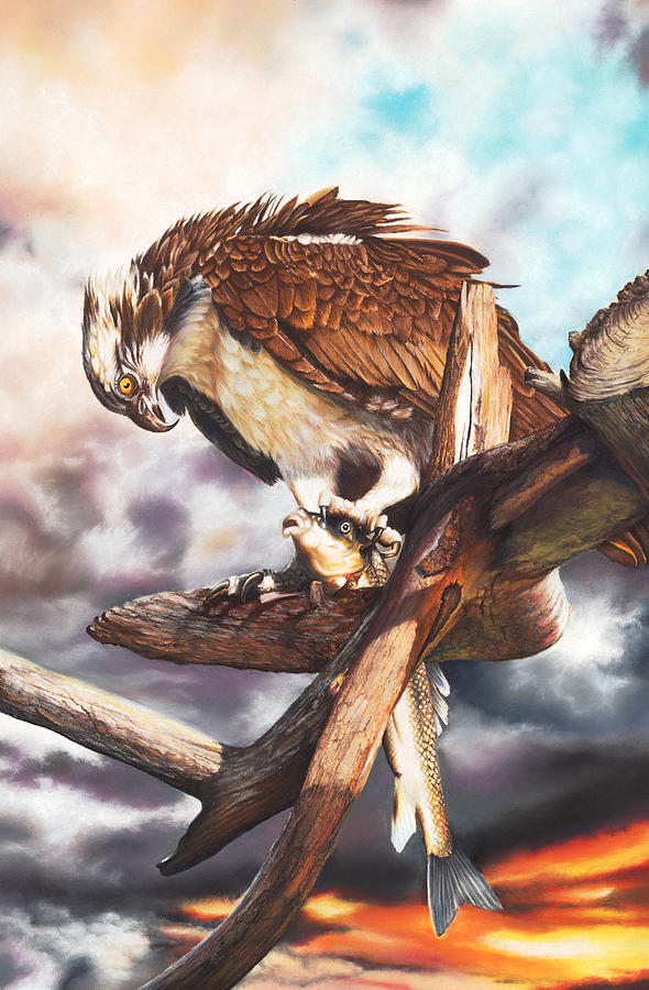 Osprey Painting - Breakfast In America by Peter Williams