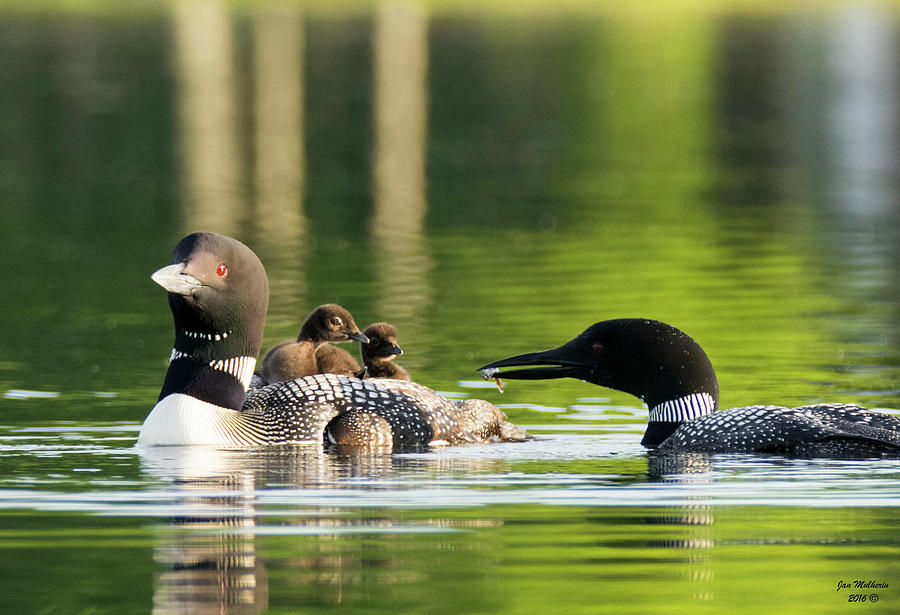 Loon Mom Serves Breakfast in Bed Photograph by Jan Mulherin