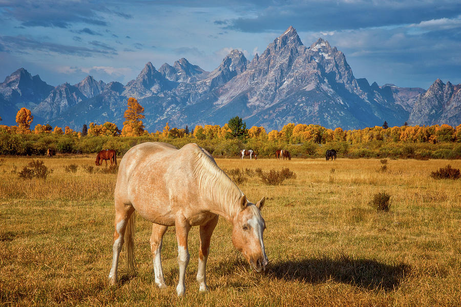 Breakfast In The Tetons Photograph