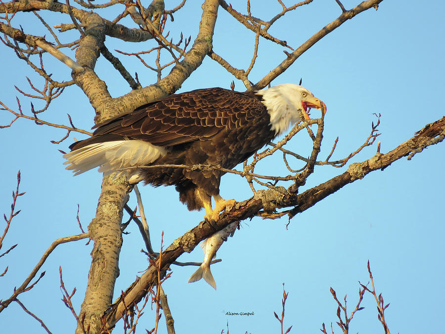 Bald Eagle Photograph - Breakfast of Champions by Alison Gimpel