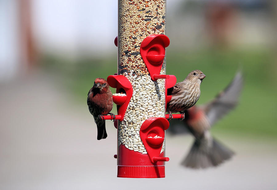 Breakfast Time For The Finches Photograph by Theresa Campbell