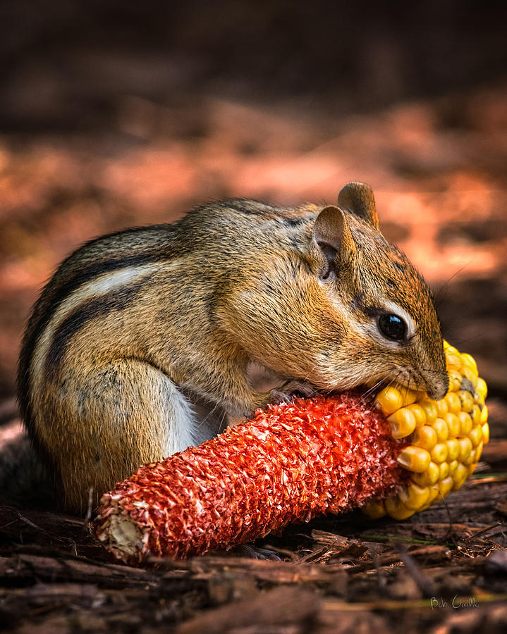 Breakfast With Chipmunk Photograph by Bob Orsillo