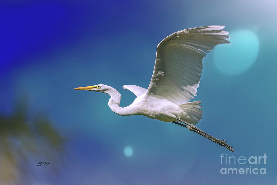 Breakin Dawn Flyer-The Great Egret Photograph by DB Hayes