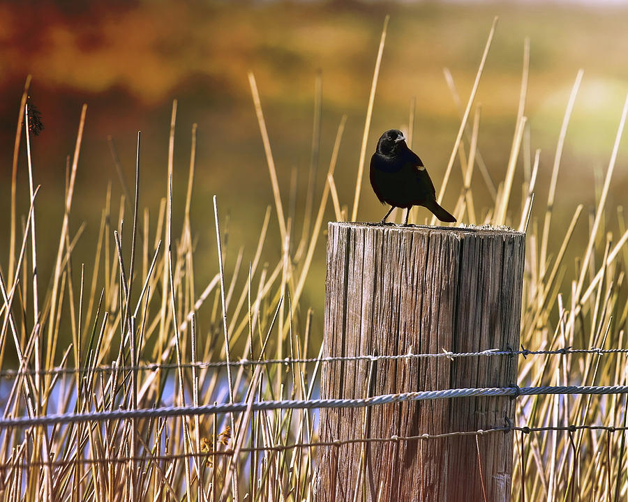 Bird Photograph - Breaking Dawn Blackbird by Judy Vincent