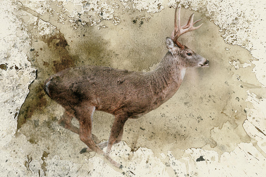 Breaking Limits Deer Art Photograph by Jai Johnson