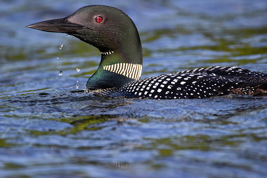 Breaking the Surface - Common Loon - Gavia Immer Photograph by Spencer Bush