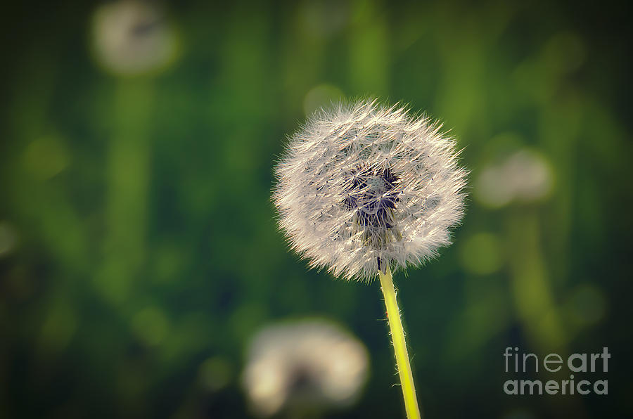 Fiori Photograph - Breath by Alessandro Giorgi Art Photography Fiori Photograph - Breath by Alessandro Giorgi Art Photography