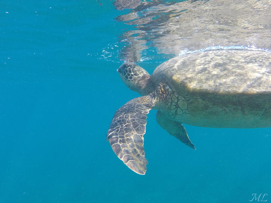 Turtle Photograph - Breath of a Honu by Melissa Llerena Turtle Photograph - Breath of a Honu by Melissa Llerena