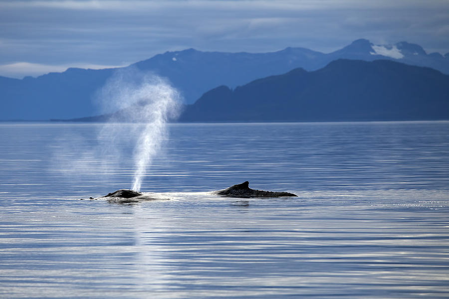 Breath of a Whale Photograph by Michele Cornelius