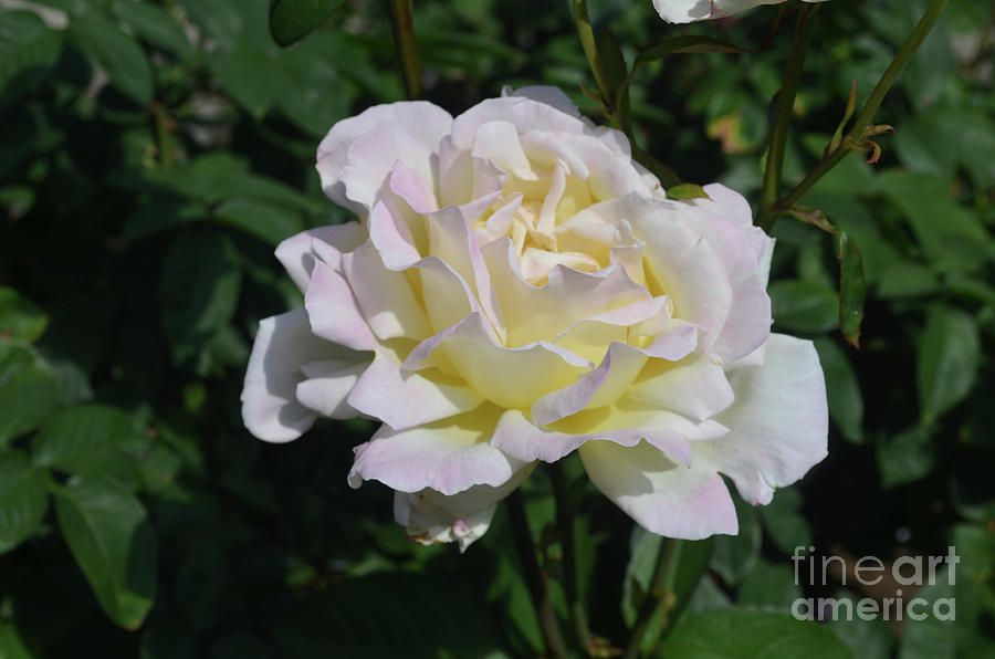 Breath Taking Blooming White Rose Blossom in a Garden Photograph by DejaVu Designs