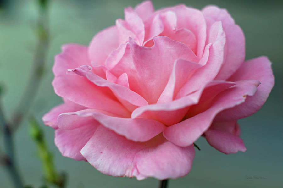 Rose Photograph - Breathe Deeply by Cricket Hackmann