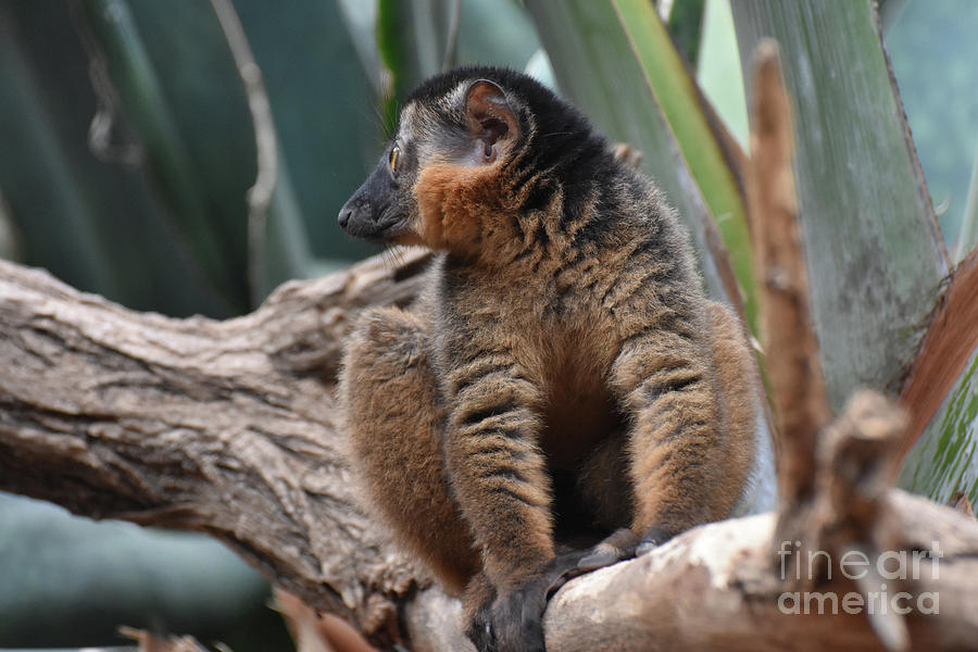 Breathtaking Close Up of a Brown Collared Lemur Photograph by DejaVu Designs