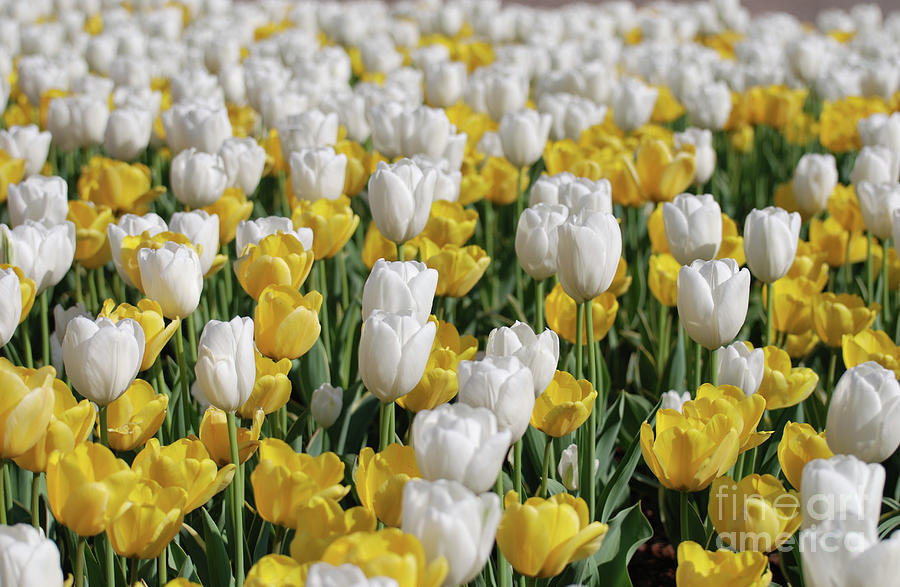 Breathtaking Field of Blooming Yellow and White Tulips Photograph by DejaVu Designs