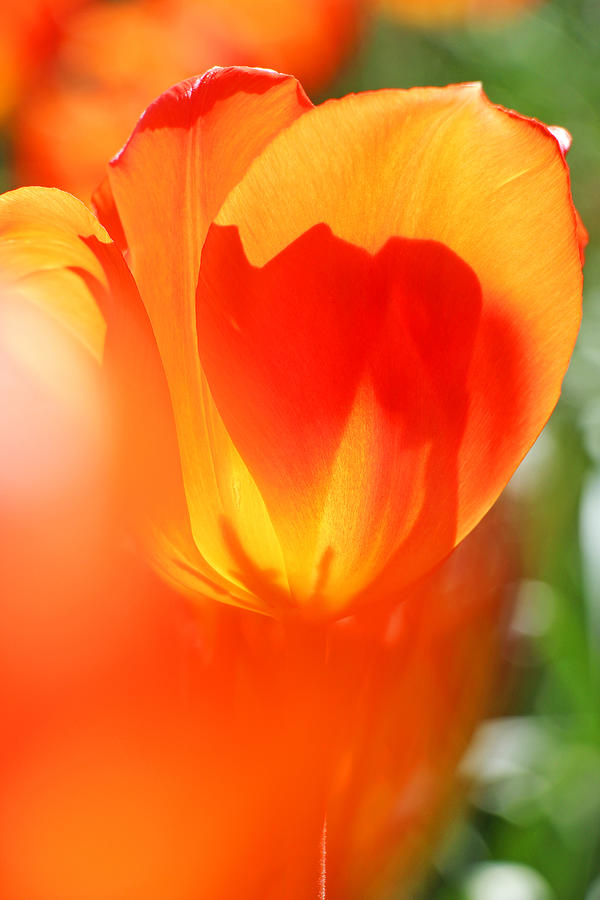 Spring Photograph - Breathtaking Flame  by Iryna Goodall