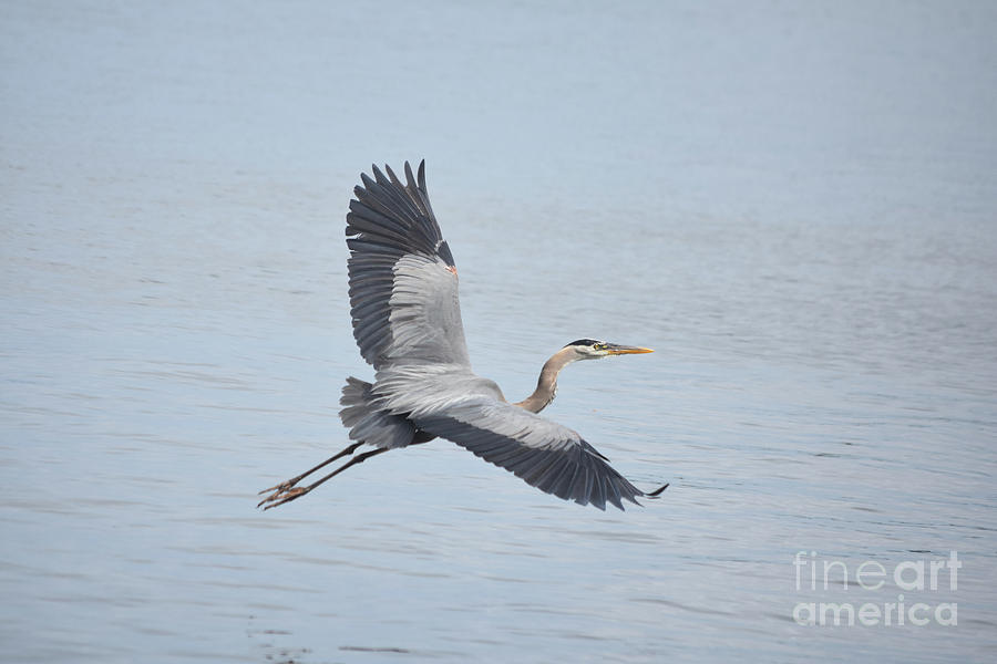 Breathtaking Great Blue Heron Flying Over the Swamp Photograph by DejaVu Designs