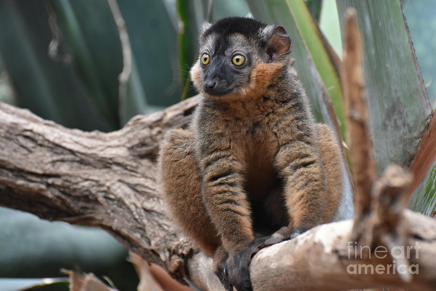 Breathtaking Little Brown Collared Lemur Close Up Photograph by DejaVu Designs