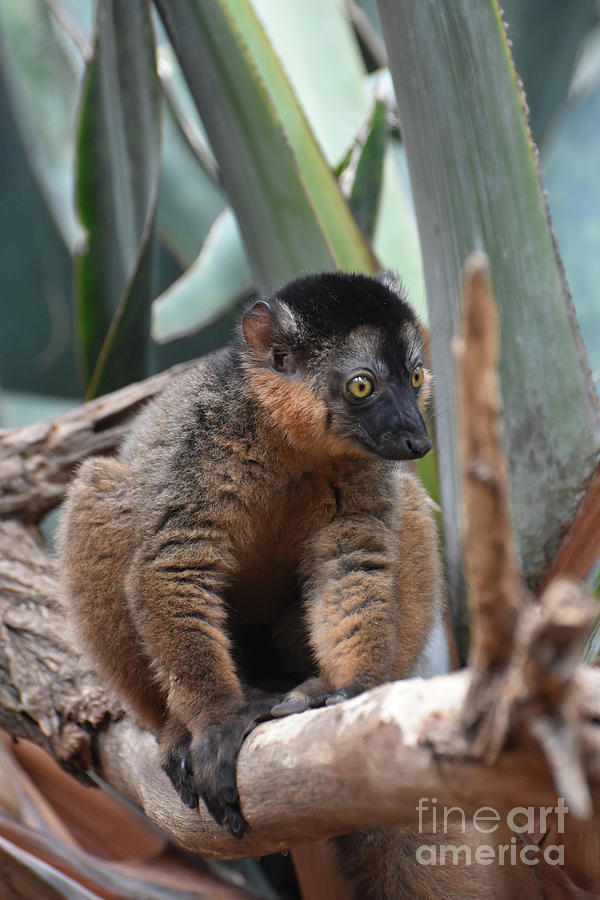 Breathtaking Little Brown Collared Lemur in Nature Photograph by DejaVu Designs