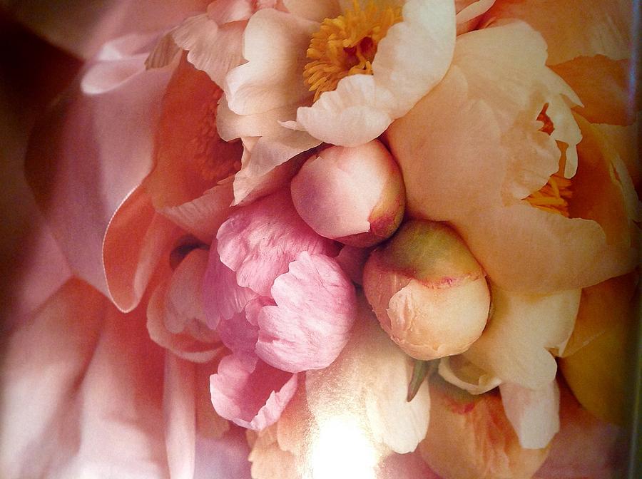 Breathtaking Peonies  Photograph by Jacqueline Manos