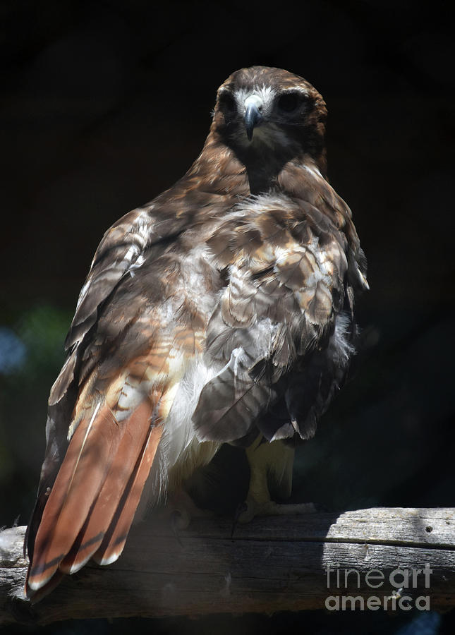 Breathtaking Red Tail Hawk Living In Nature Photograph by DejaVu Designs