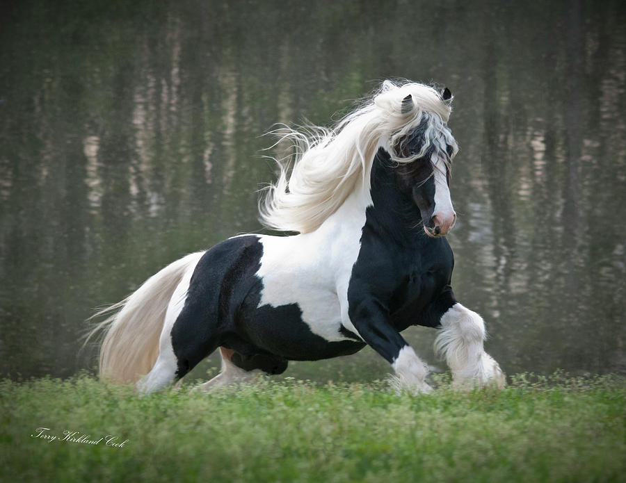 Breathtaking Stallion Photograph by Terry Kirkland Cook