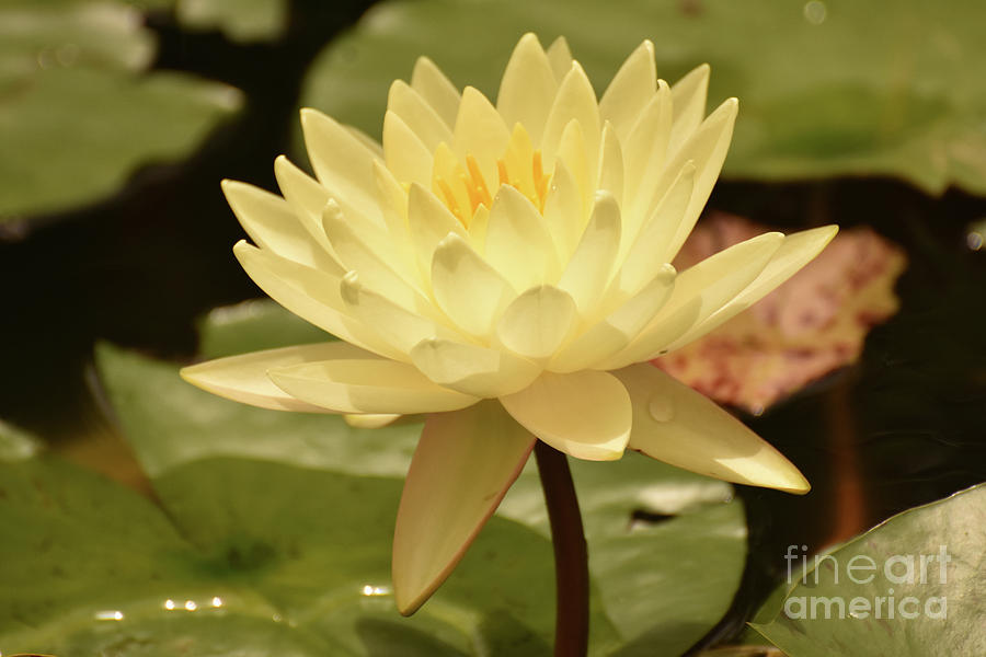 Breathtaking Yellow Water Lily with Water Droplets Photograph by DejaVu Designs