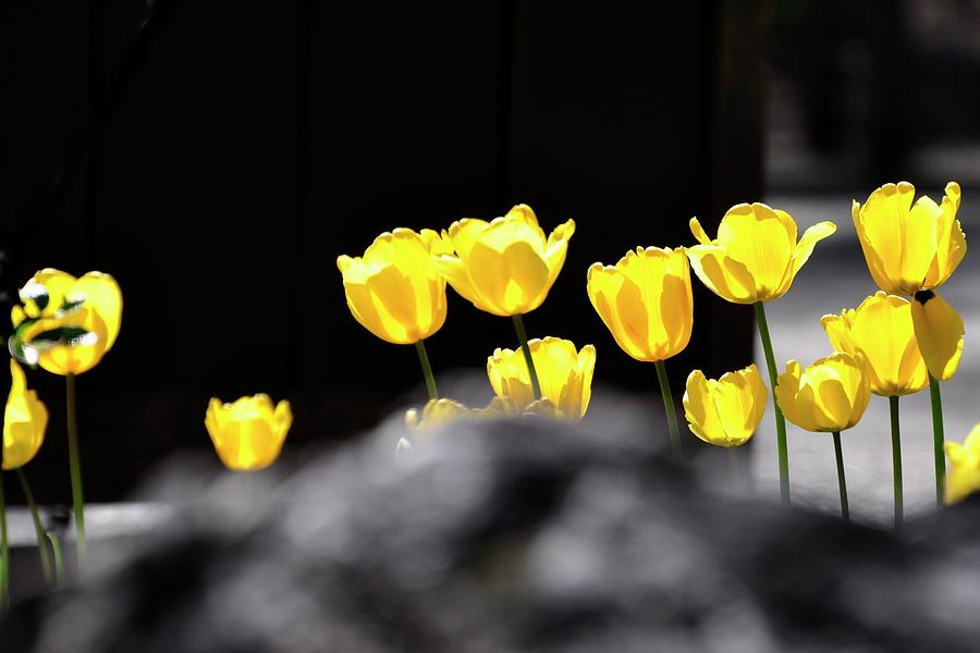 Flower Photograph - Breckenridge Tulips by Jerry Sodorff