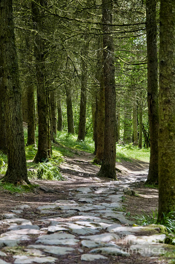 Brecon woodland walk Photograph by Steev Stamford