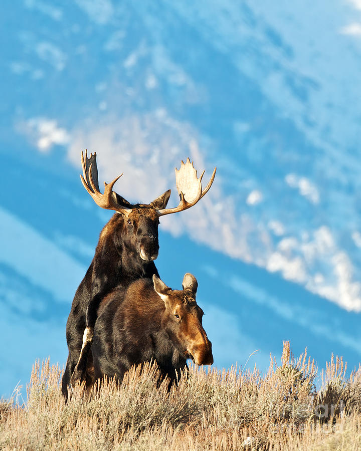 Grand Teton National Park Photograph - Breeding Moose by Daryl L Hunter