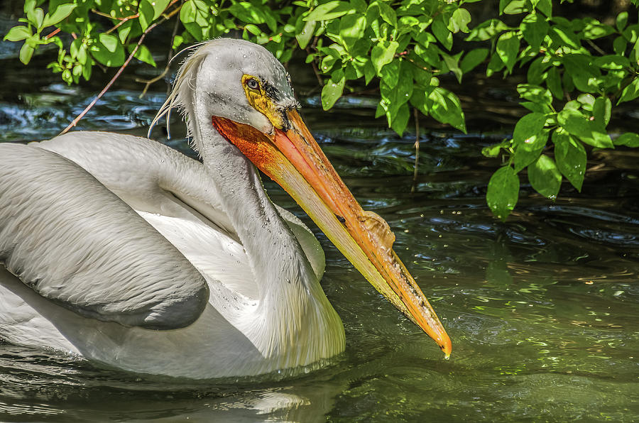Breeding Pelican Photograph by Yeates Photography
