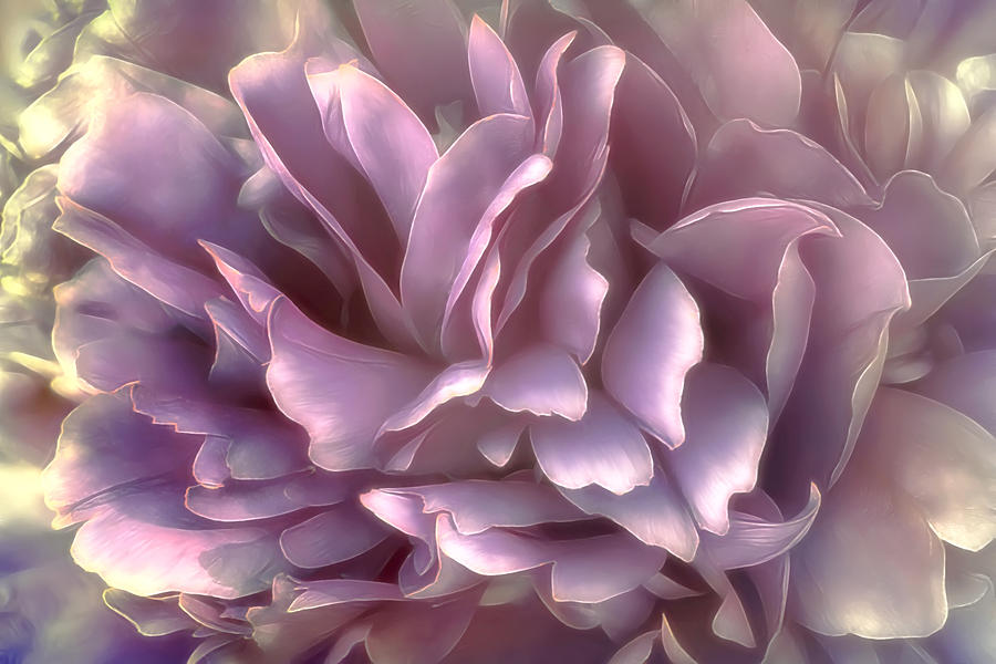 Breeze in deep pink Photograph by Darlene Kwiatkowski