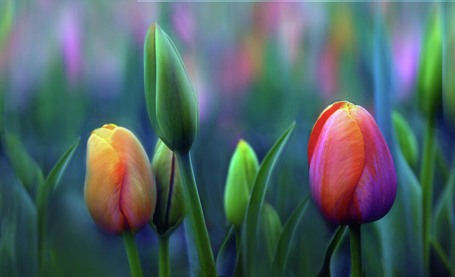 Tulip Photograph - Breezy by Jessica Jenney