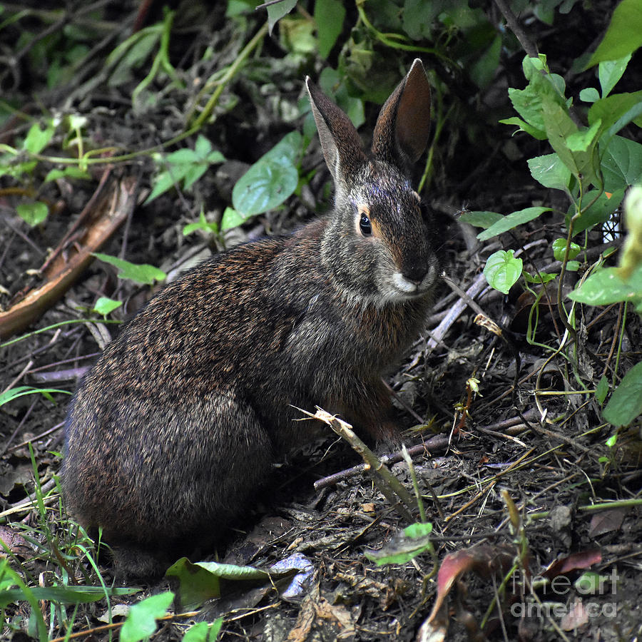 Brer Rabbit Photograph by Skip Willits