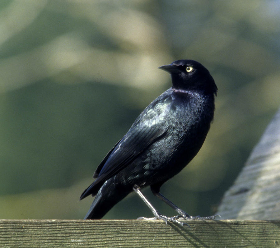 Brewer's Blackbird Male Photograph by Jerry Shulman - Fine Art America