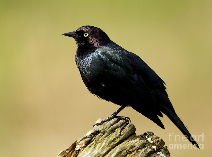Brewers Blackbird resting on Log Photograph by Sue Harper Brewers Blackbird resting on Log Photograph by Sue Harper