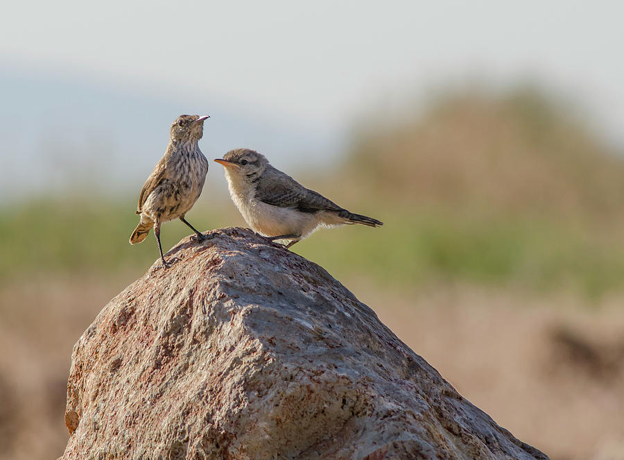 Brewers Sparrow and Rock Wren Photograph by Rick Mosher