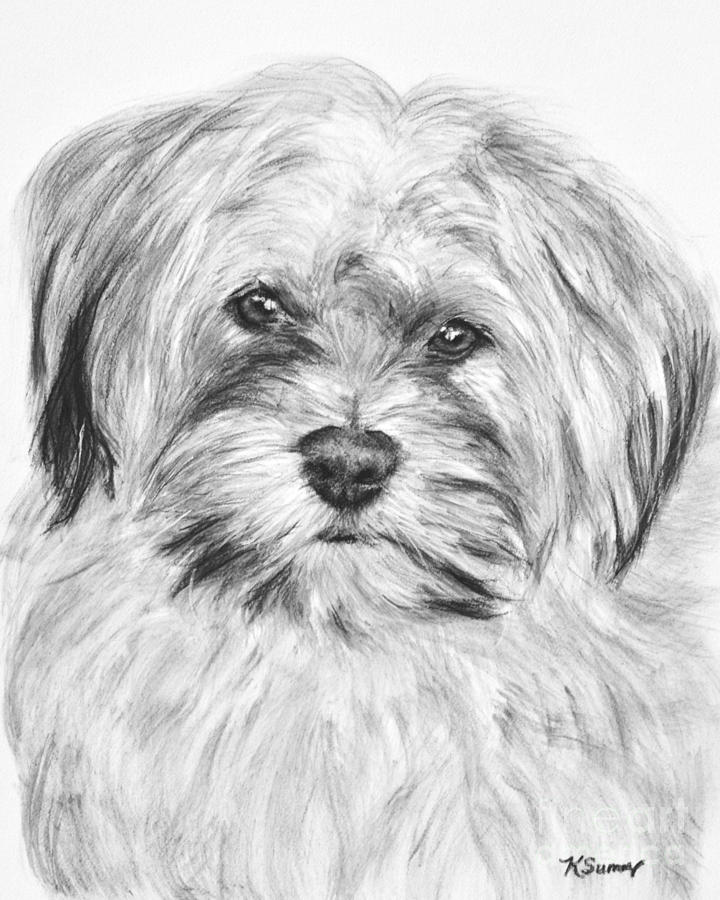 Nature Drawing - Brewser the Shih Tzu by Kate Sumners