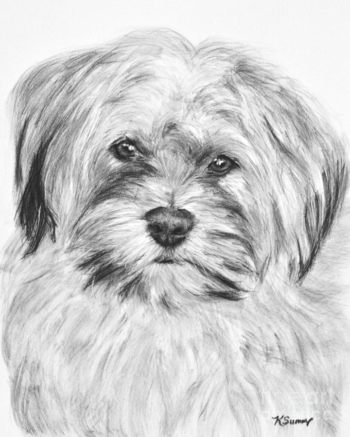 Shih Tzu Dog Charcoal Sketch, Drawing By Art By Aashaa Artmajeur