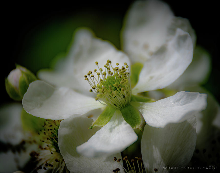 Briar Blossom Photograph by Henri Irizarri
