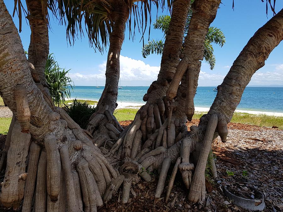 Bribie Trees  Photograph by Cassy Allsworth