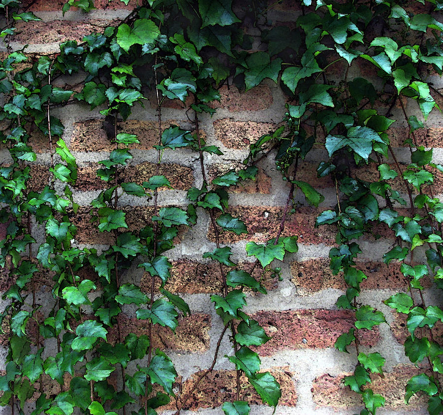 Brick and Ivy Photograph by Joanne Coyle