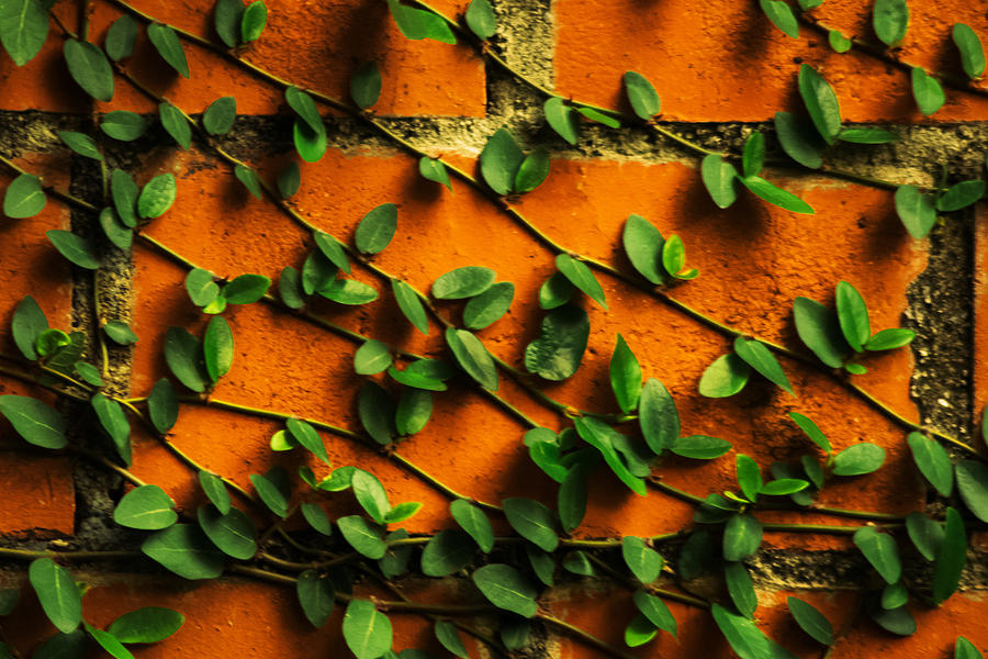 Nature Photograph - Brick and Leafs by Totto Ponce