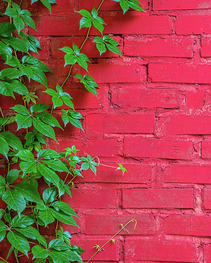 Brick and Vines Photograph by Richard Rizzo