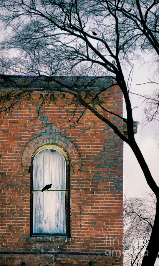 Brick Building Window with Bird Photograph by Jill Battaglia