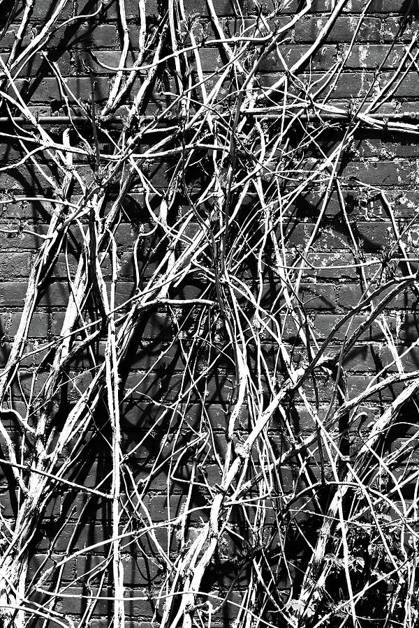 Brick Wall and Vines BW High Contrast Photograph by Mary Bedy