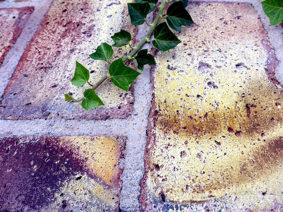 Bricks and Ivy Photograph by Mars Besso