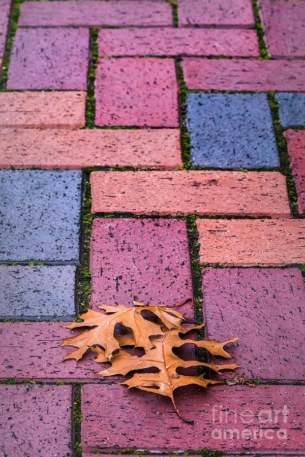Brick Photograph - Bricks and Leaves by Cindy Tiefenbrunn