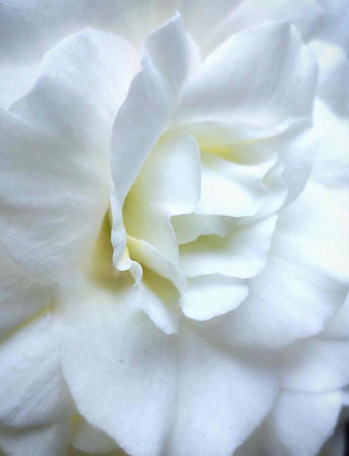 Bridal Begonia Photograph by Steph Gabler
