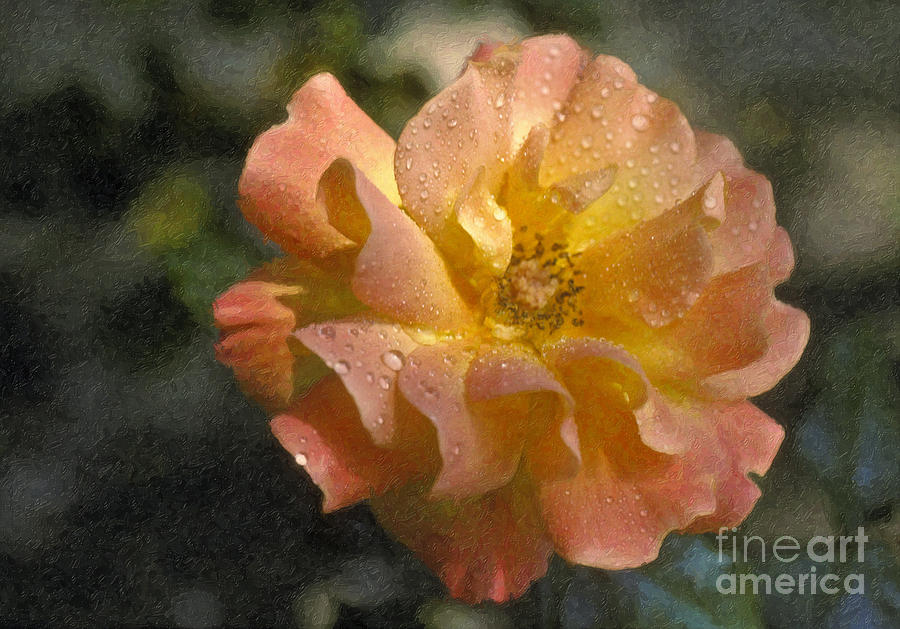 Bridal Pink Yellow Hybrid Tea Rose genus Rosa Photograph by David Zanzinger